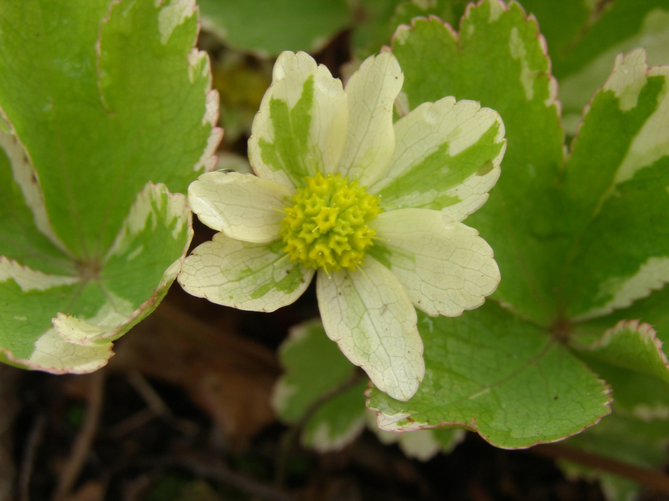 Hacquetia epipactis 'Thor'